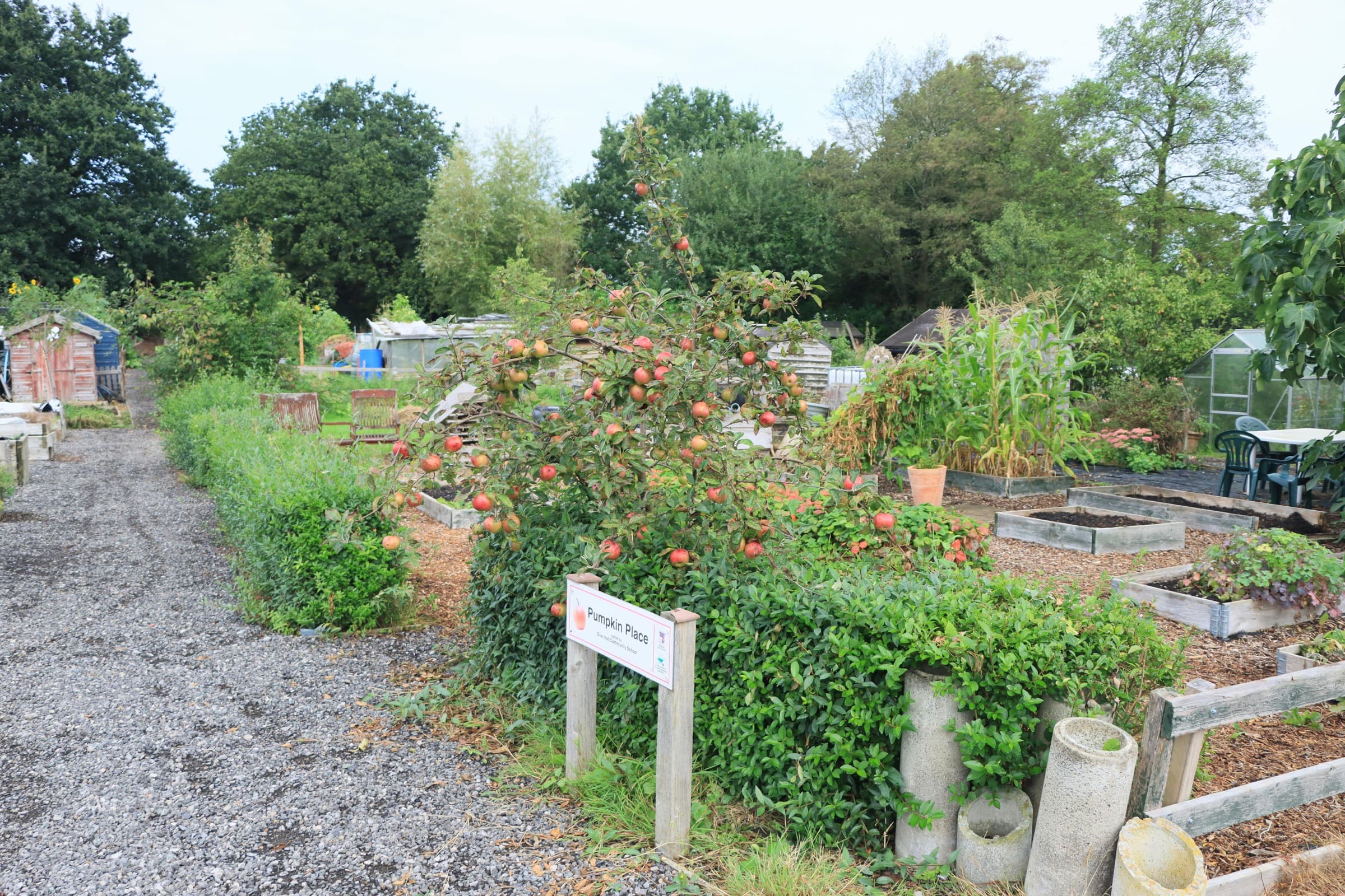 An apple tree among raised beds in a community garden