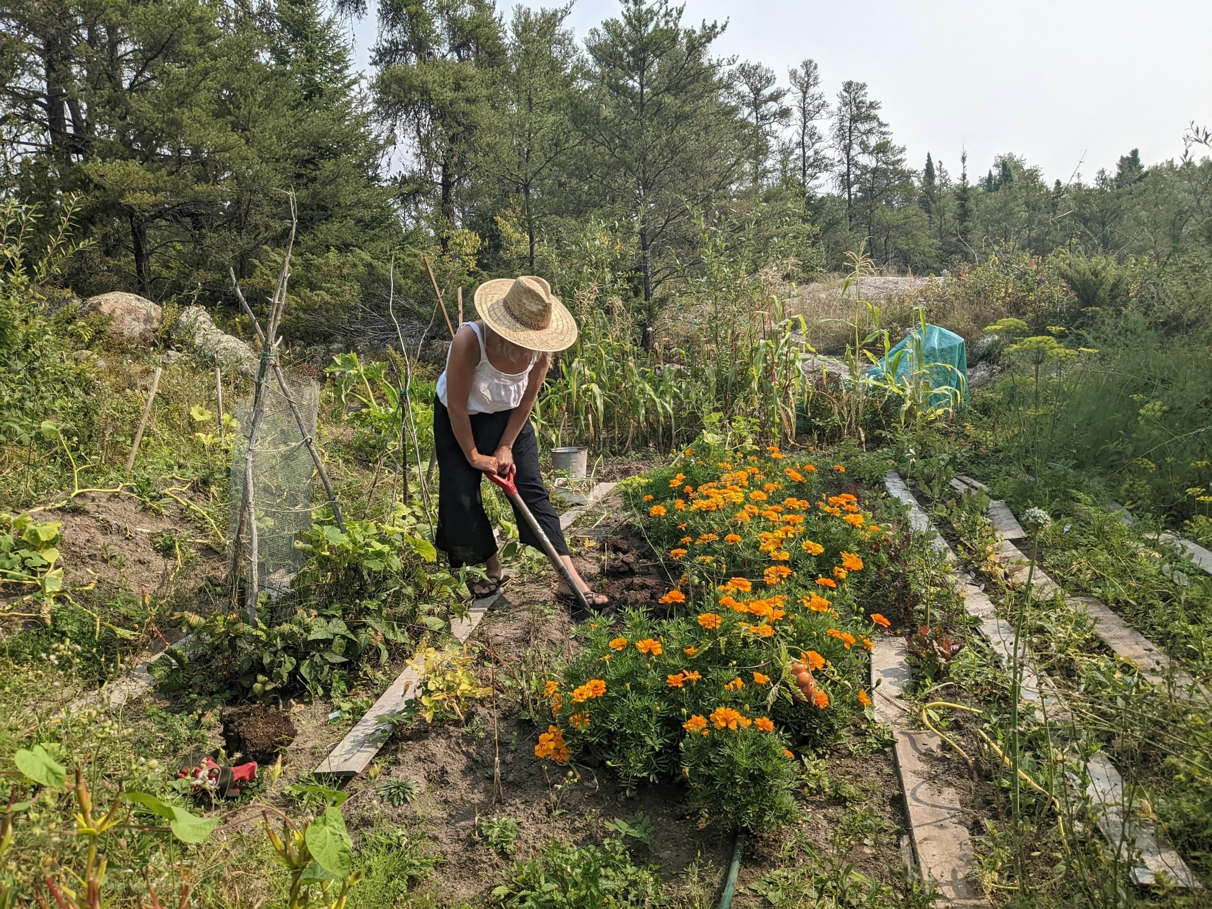 A gardener working beside marigolds and vegetable beds